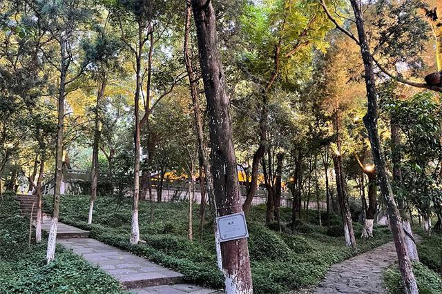 晨读｜唐吟方：踏青和踏青记忆